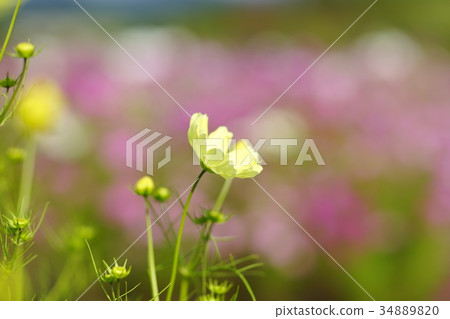 Akisakura (Yellow Campus) 34889820