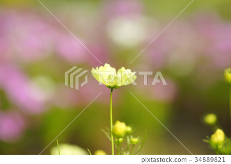 Akisakura (Yellow Campus) Akisakura (Yellow Campus) 34889821