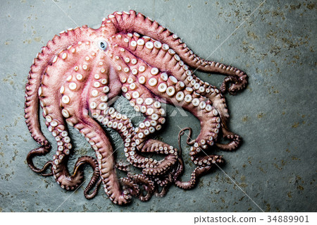 Seafood octopus. Whole fresh raw octopus on gray Seafood octopus. Whole fresh raw octopus on gray 34889901