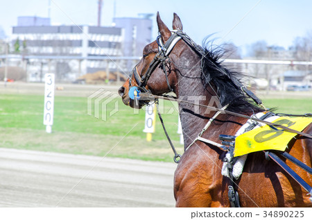 Harness racing. Racing horse in motion Harness racing. Racing horse in motion 34890225