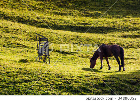 horse grazing on the gassy hillside 34890352