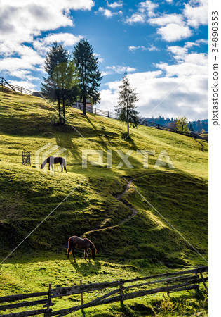 horses grazing on the gassy slope near the trees 34890353