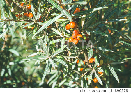 Close up of branches with orange ripe berries of 34890378