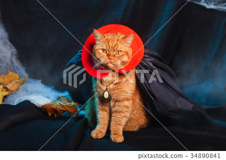 Cat vampire on black background. Halloween theme. Cat vampire on black background. Halloween theme. 34890841