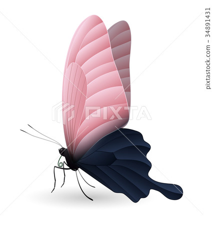Beautiful butterfly isolated on a white background 34891431