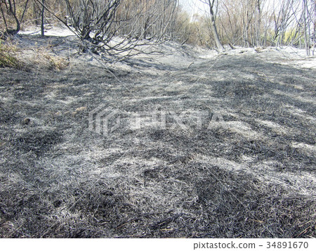 burnt forest 34891670