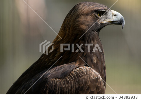 Golden Eagle Japanese Golden Eagle Bird Of Prey Stock