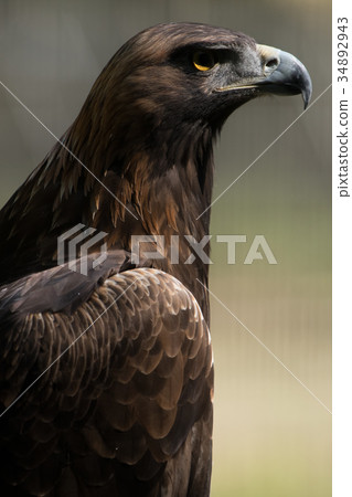 金鷹日本金鷹Bird 34892943