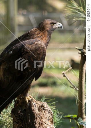 金鷹日本金鷹Bird 34892944