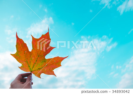 Maple Leaf 34893042