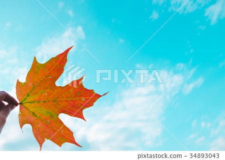 Maple Leaf 34893043