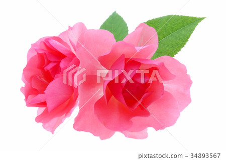 rose rose 34893567