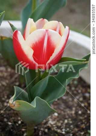Tulip Tulip 34893597