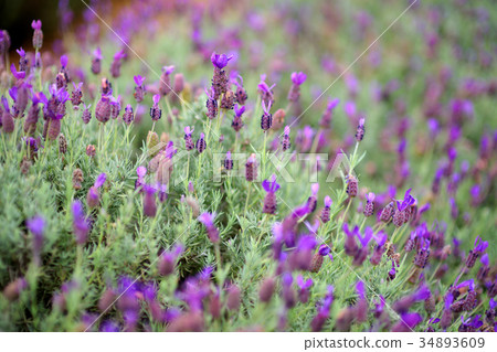 Blooming lavender plants at the Alii Kula Farm 34893609