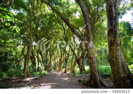 Beautiful rain forest path to Honolua Bay beach 34893613