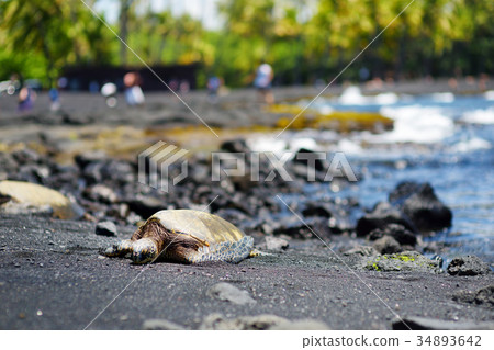 Hawaiian green turtles relaxing at Punaluu Black Sand Beach on the Big Island of Hawaii Hawaiian green turtles relaxing at Punaluu Black Sand Beach on the Big Island of Hawaii 34893642