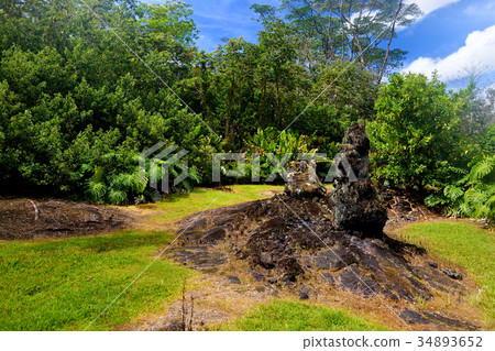 Lava molds of the tree trunks Lava molds of the tree trunks 34893652