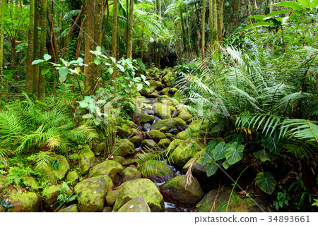 Lush tropical vegetation of the Hawaii Tropical Botanical Garden of Big Island of Hawaii 34893661