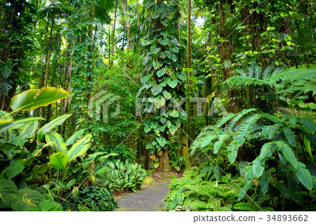 Lush tropical vegetation of the Hawaii Tropical Botanical Garden of Big Island of Hawaii 34893662