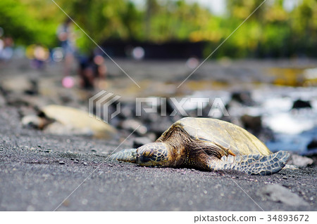 Hawaiian green turtles relaxing at Punaluu Black Sand Beach on the Big Island of Hawaii Hawaiian green turtles relaxing at Punaluu Black Sand Beach on the Big Island of Hawaii 34893672
