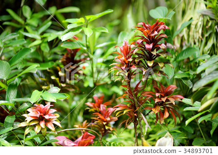 Lush tropical vegetation of the islands of Hawaii 34893701