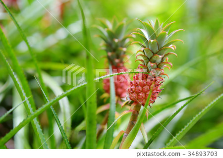 Beautiful dwarf pineapple in natural environment  34893703