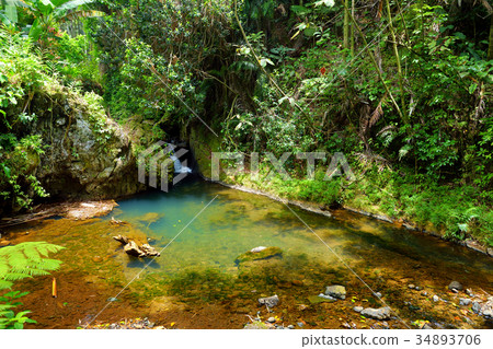 Lush tropical vegetation of the Hawaii Tropical Botanical Garden of Big Island of Hawaii 34893706