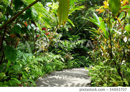 Lush tropical vegetation of the Hawaii Tropical Botanical Garden of Big Island of Hawaii 34893707