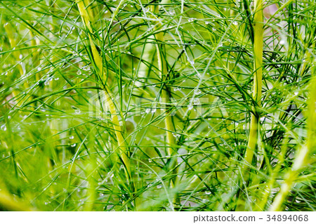 Twinkle raindrop on the long green leaf. Twinkle raindrop on the long green leaf. 34894068
