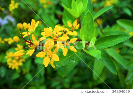Shrubs of Galphimia flower. Shrubs of Galphimia flower. 34894069