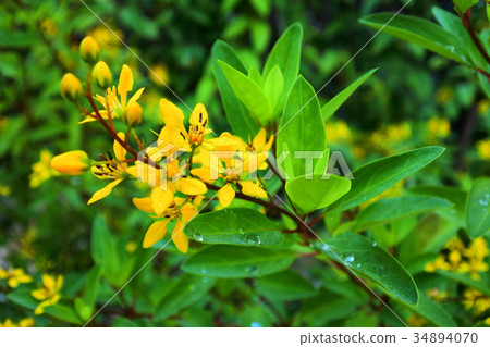 Shrubs of Galphimia flower. Shrubs of Galphimia flower. 34894070