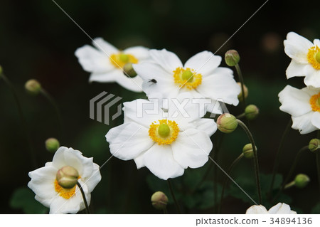 Shumeigiku Anemone Shumeigiku Anemone 34894136