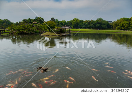 Okayama Early Summer Korakuen Pond Pond and Waterfowl One of Japan's Three Great Gardens 34894207