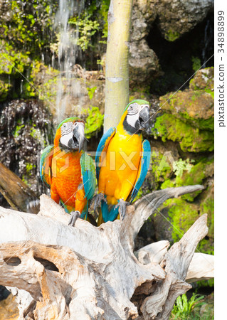 colourful parrot bird sitting colourful parrot bird sitting 34898899