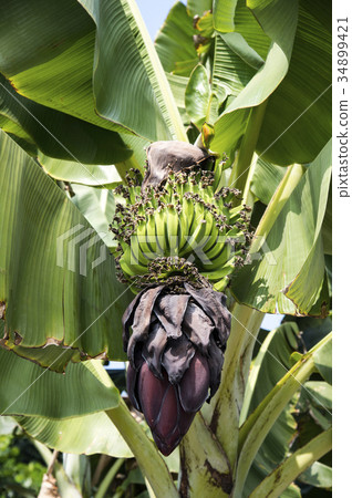 野生香蕉樹 34899421