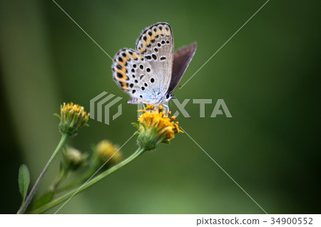 Affiliation 34900552