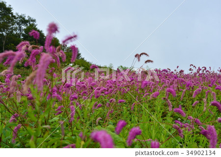 Kariteso社區 34902134