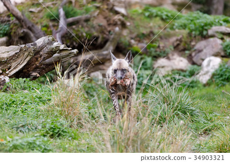 Striped hyena (Hyaena hyaena) 34903321