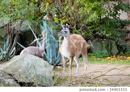 guanaco (Lama guanicoe) with greater rhea 34903333