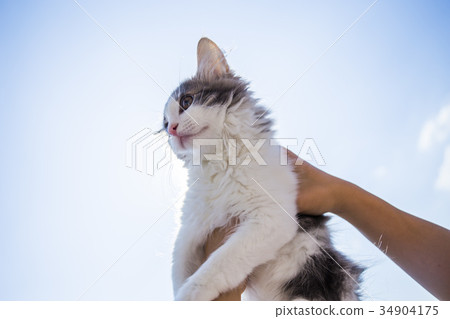Sky and Cat (Norwegian Forest Cat) Sky and Cat (Norwegian Forest Cat) 34904175