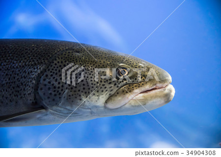 幻影魚Itou 34904308