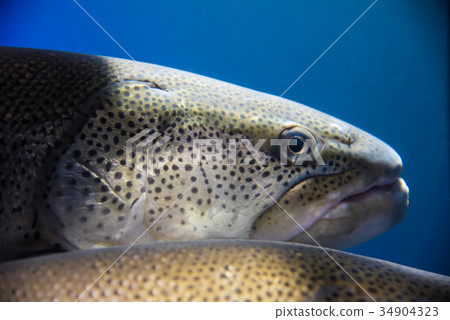 Phantom fish Itou Phantom fish Itou 34904323