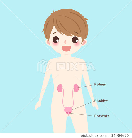 man with urinary system 34904670