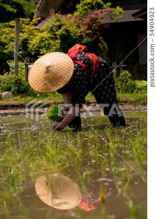 Shirakawago rice planting festival 34904923