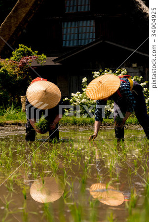 Shirakawago rice planting festival 34904925