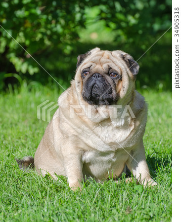 Fat pug dog on the grass in the park. Fat pug dog on the grass in the park. 34905318