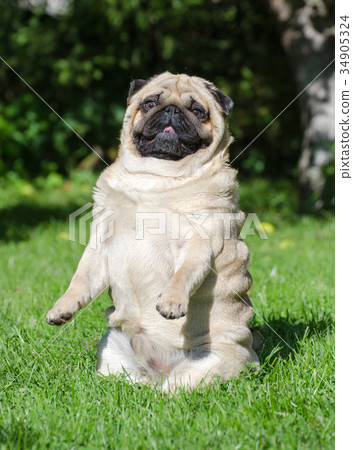 Funny pug dog on the grass Funny pug dog on the grass 34905324