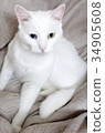 Portrait of white cat with different eyes.  34905608