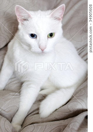Portrait of white cat with different eyes. Portrait of white cat with different eyes. 34905608