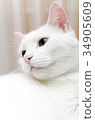 Portrait of white cat with different eyes.  34905609